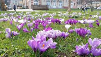 Frühlingsboten blühen